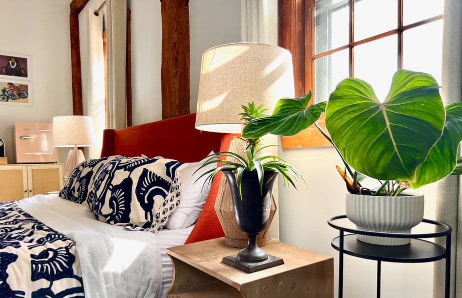 A black plant stand and a vase on the nightstand hold tropical plants under a sunny window near the king bed.