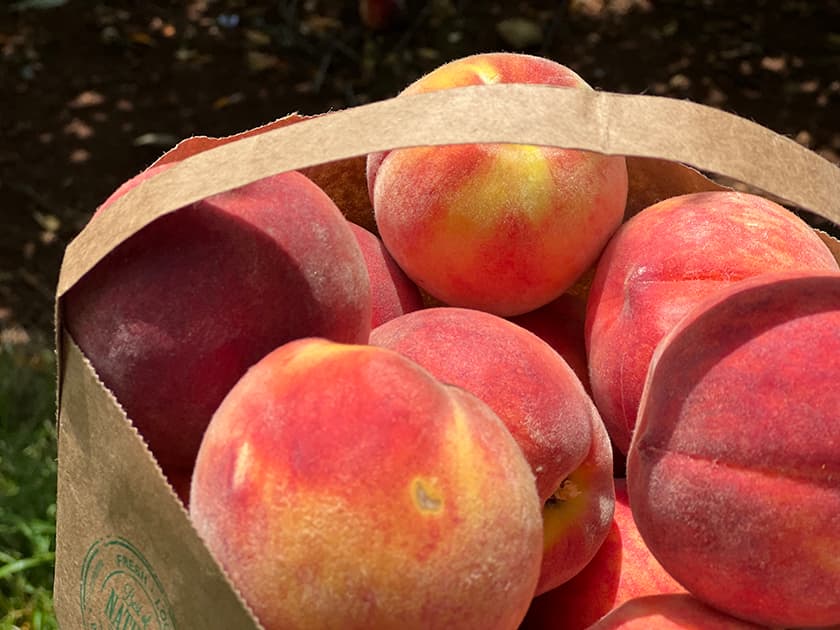A bag filled with ripe, fuzzy peaches. A bag filled with ripe, fuzzy peaches.