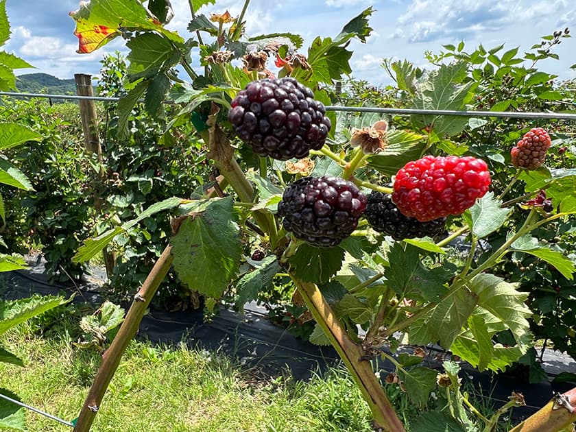 A close-up of blackberries and a raspberry growing on a vine in a berry field, with greenery in the background.
