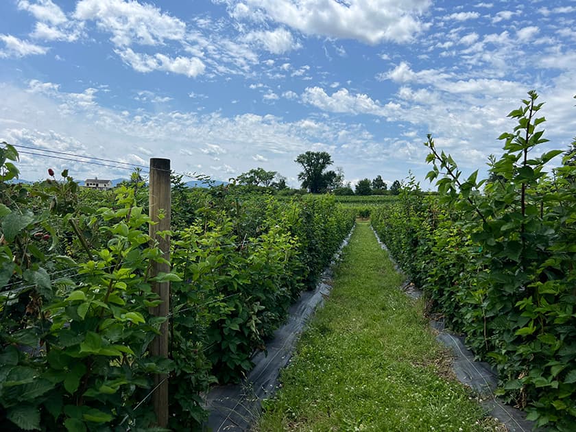 A neatly arranged berry patch stretches under a blue sky dotted with clouds.