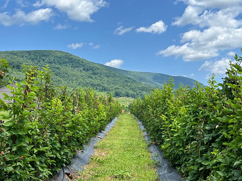 Lush green rows of berry plants line a path, with rolling hills and a blue sky above.