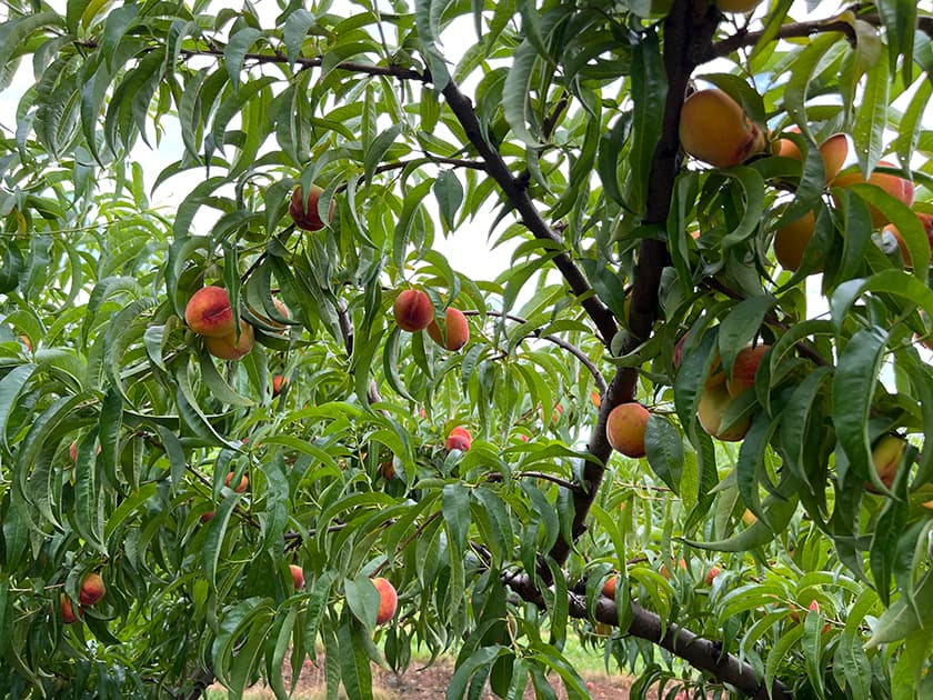 A peach tree laden with ripe peaches and lush green leaves.