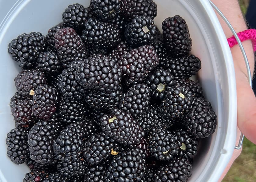 A close-up of a hand-held bucket filled with fresh blackberries.